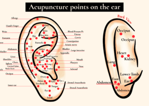 Photo décrivant les différents points d'acupuncture sur l'oreille